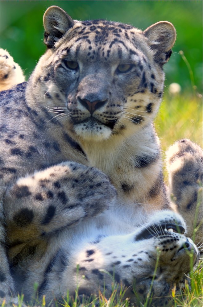 Snow Leopard 2 0707